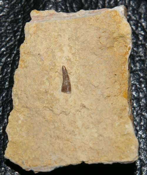 Muschelkalk fossil reptile