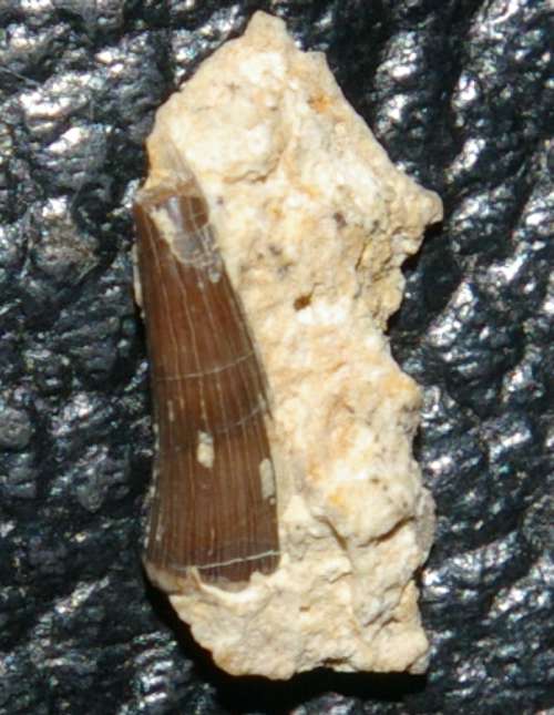 Triassic reptile fossil tooth