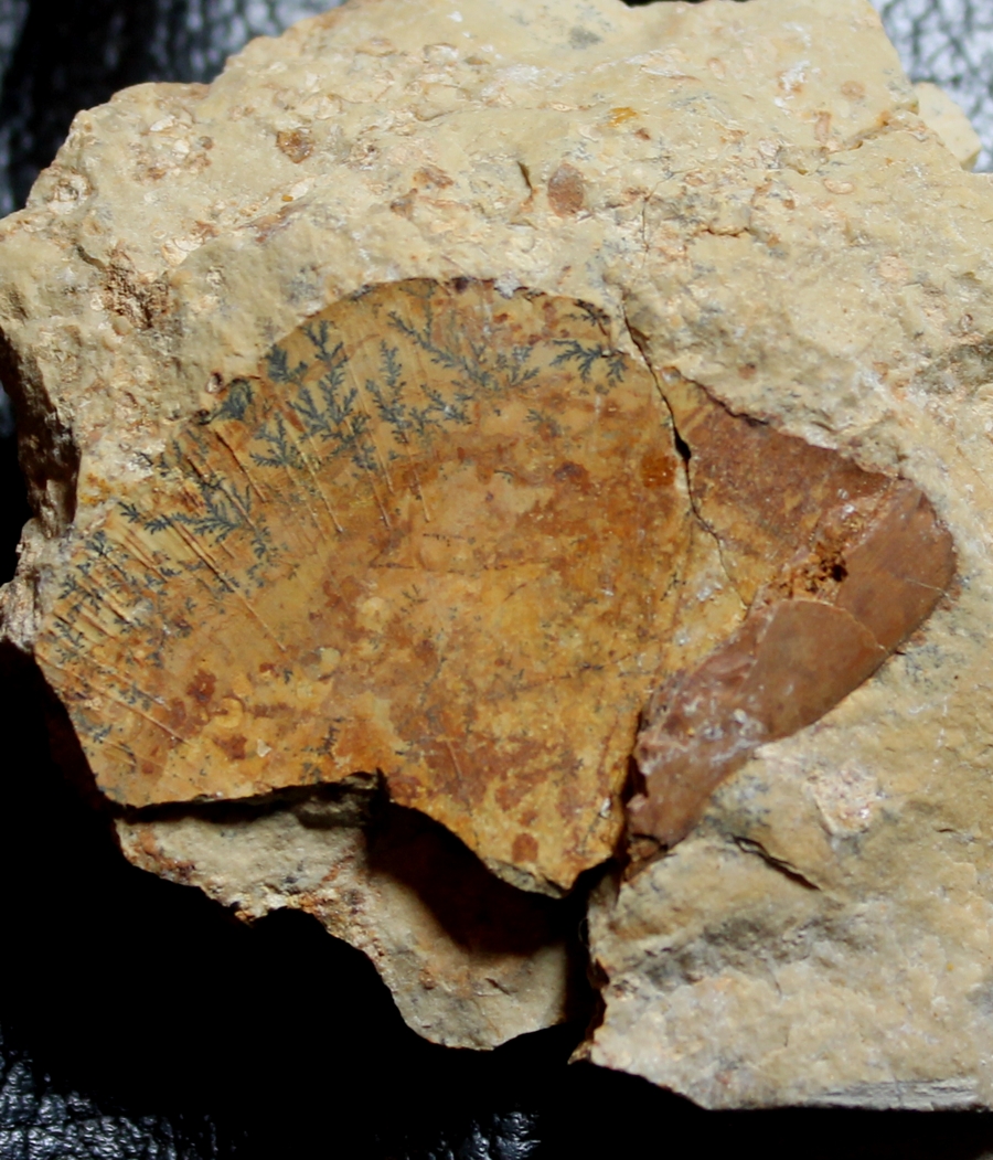 Triassic reptile fossil bone