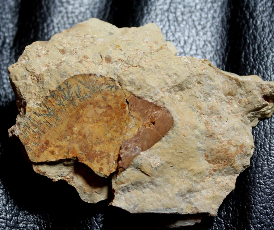 Triassic reptile fossil bone