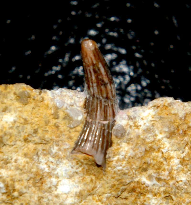 Triassic reptile fossil tooth