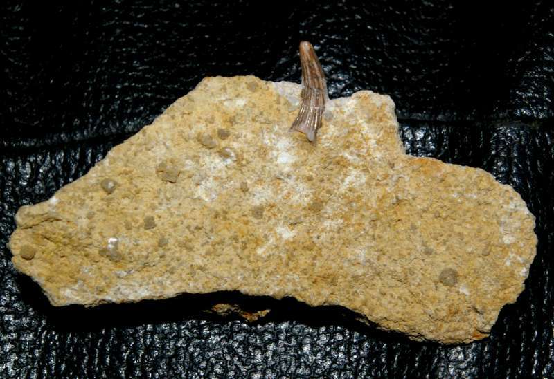 Triassic reptile fossil tooth