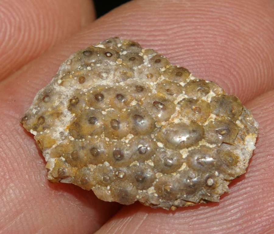 Triassic reptile fossil tooth