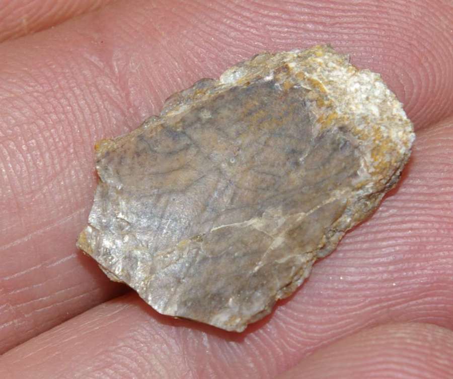 Triassic reptile fossil tooth