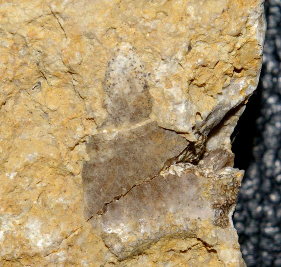Triassic reptile fossil tooth
