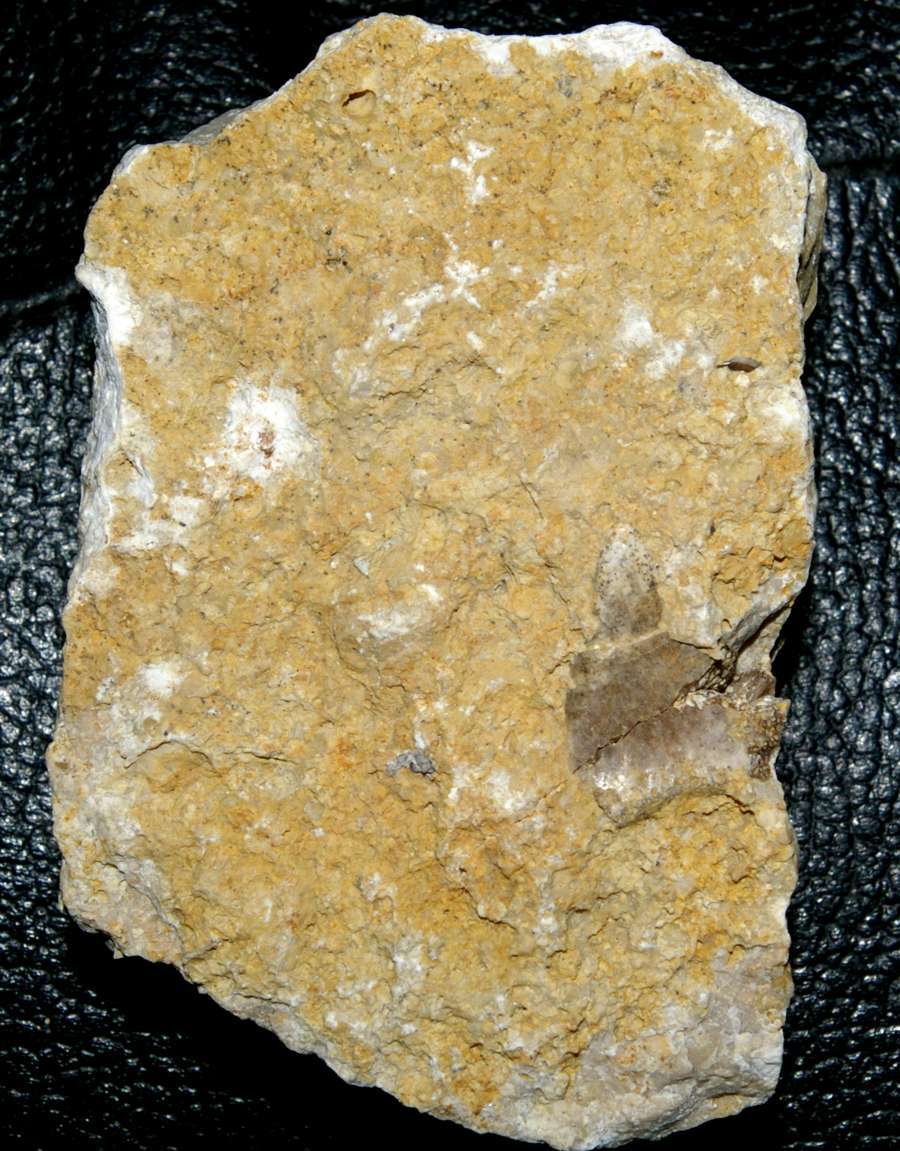 Triassic reptile fossil tooth