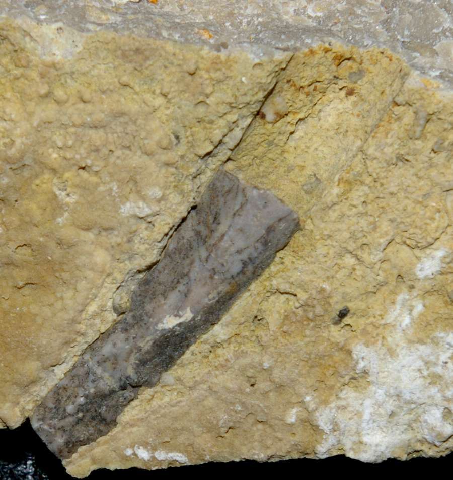 Triassic reptile fossil bone