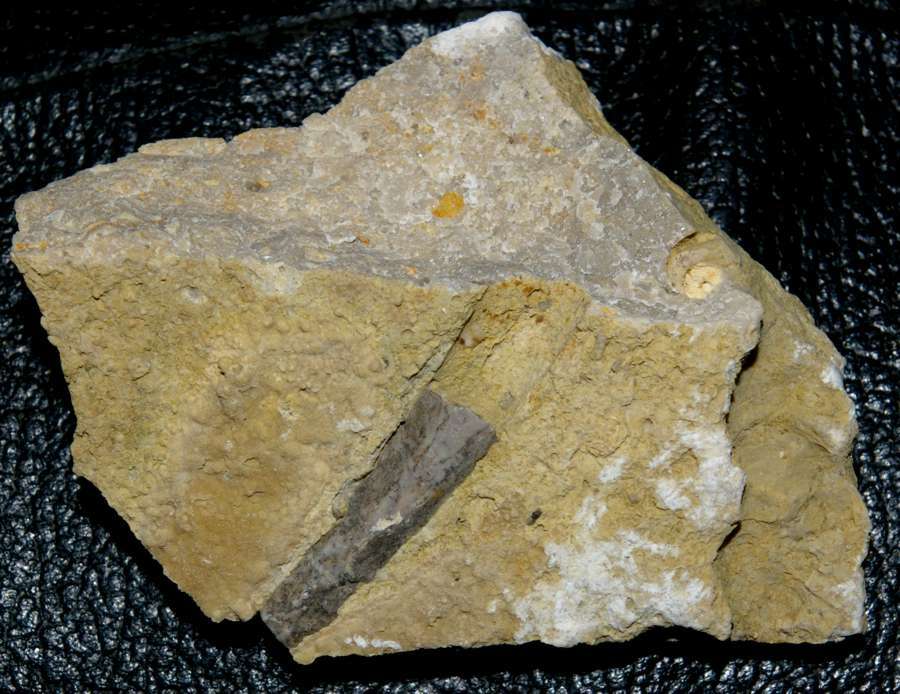 Triassic reptile fossil bone