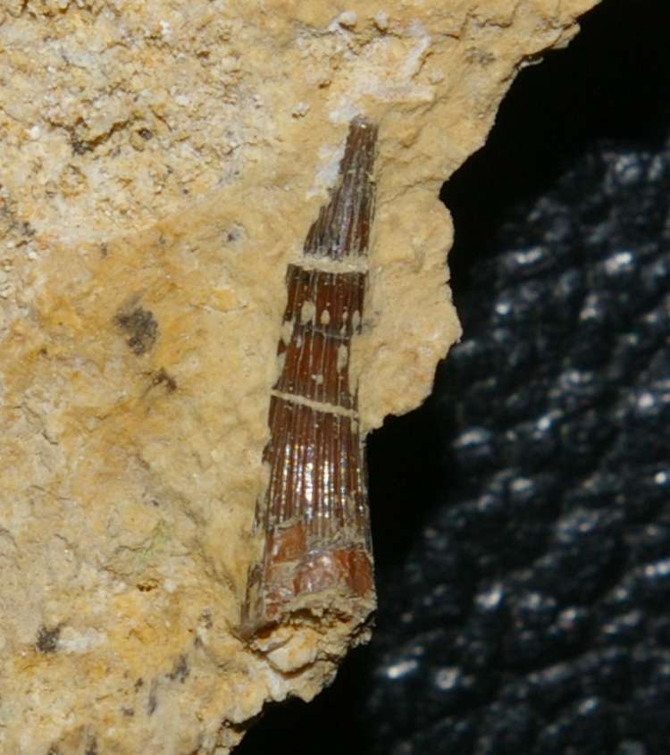 Triassic reptile fossil tooth