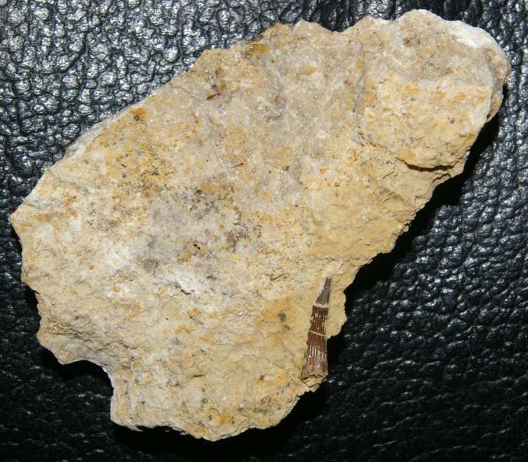 Triassic reptile fossil tooth