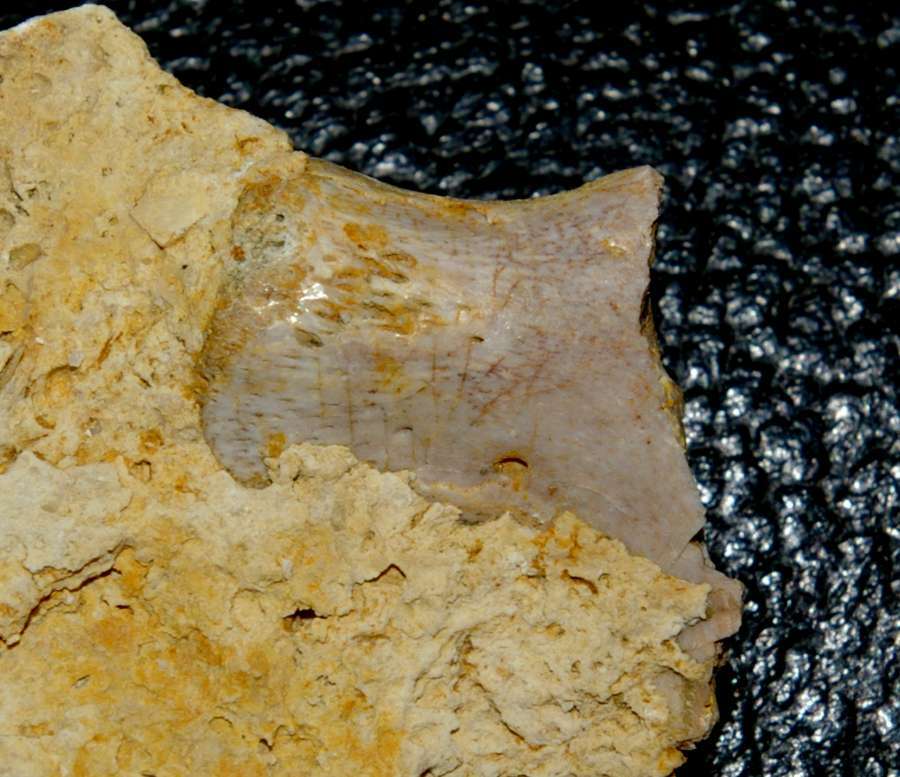 Triassic reptile fossil bone