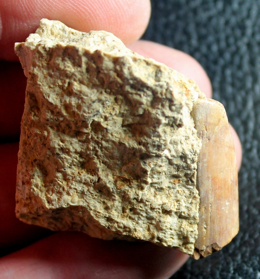 Triassic reptile fossil bone
