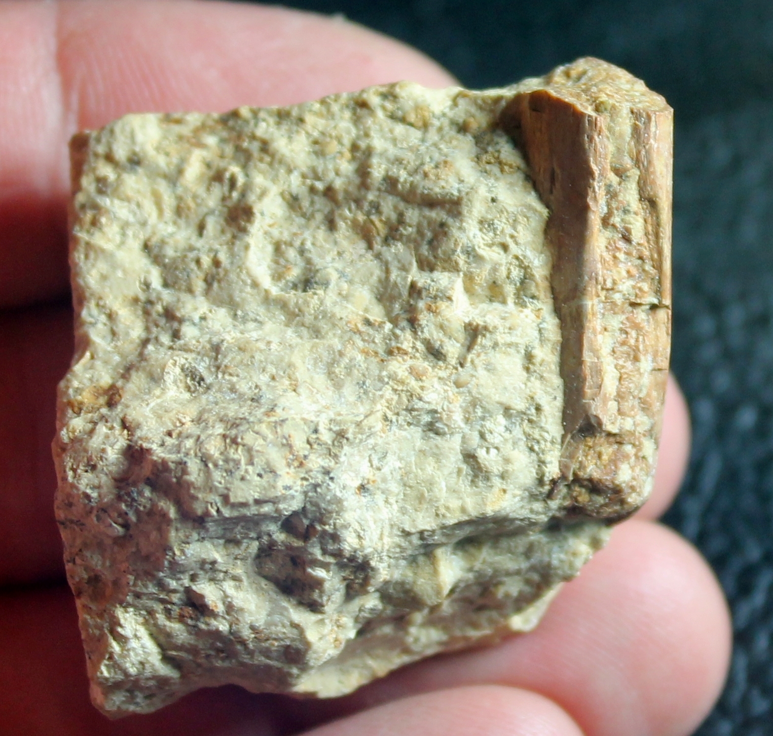 Triassic reptile fossil bone