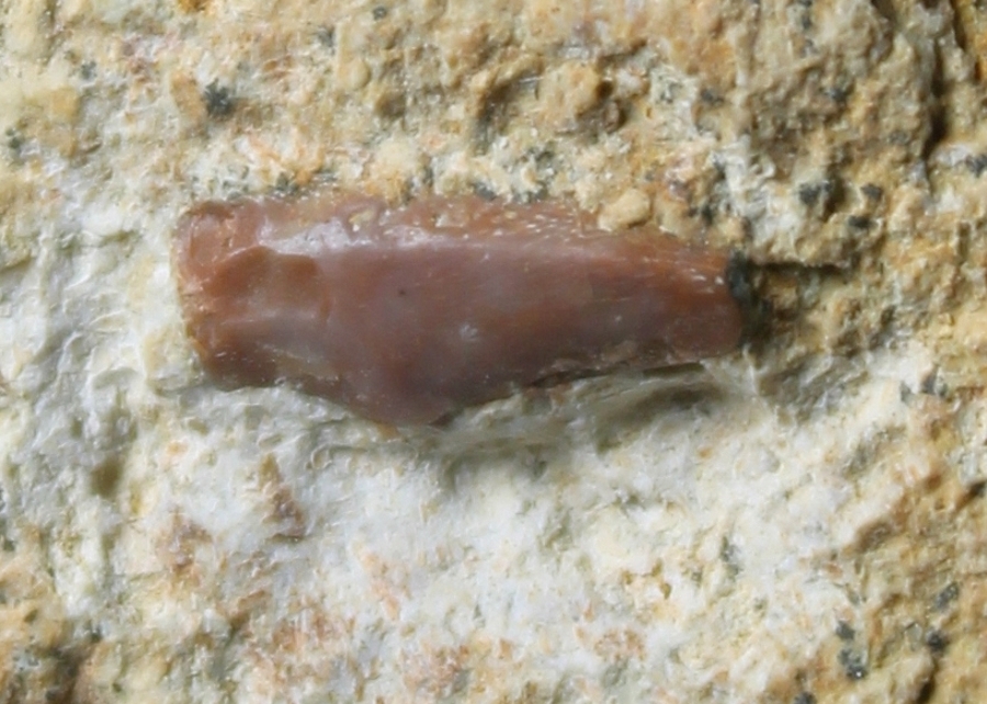 Nothosaurus