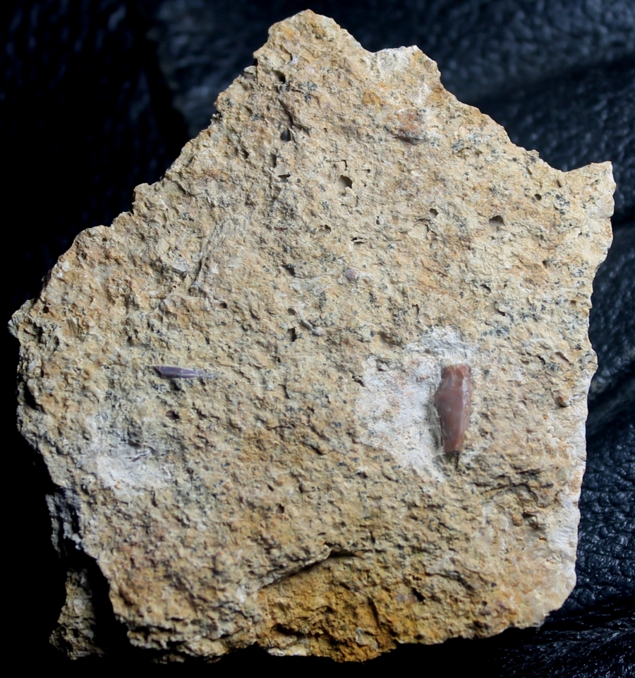 Nothosaurus
