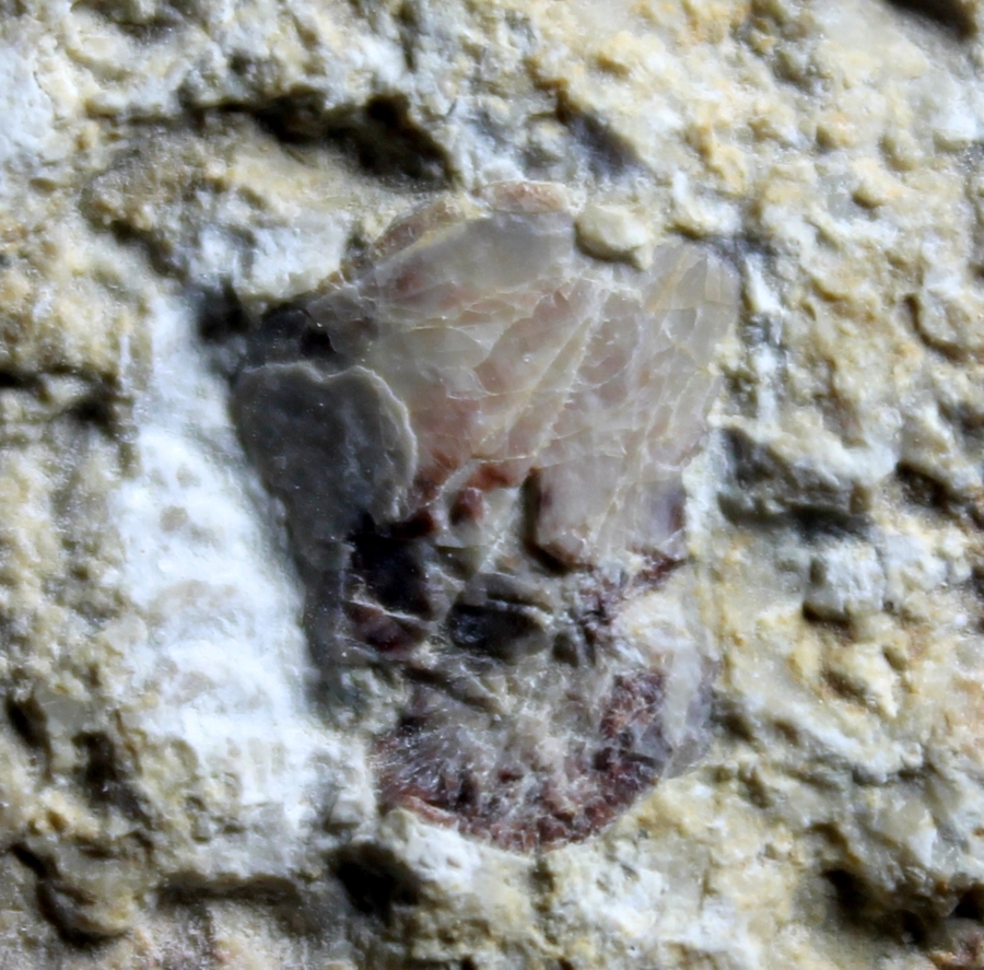 Nothosaurus bone