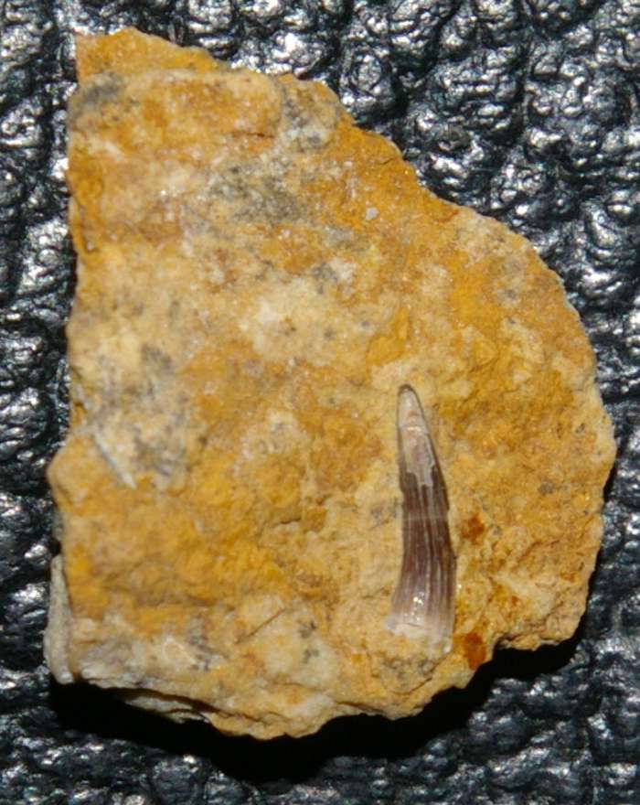 Triassic reptile fossil tooth