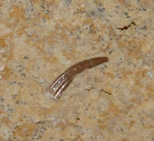 Triassic reptile fossil tooth