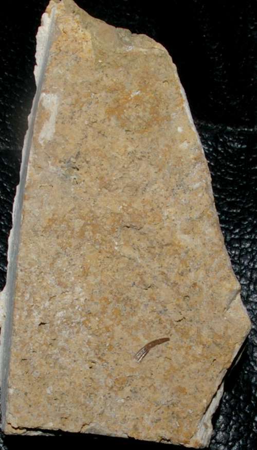 Nothosaurus fossil tooth