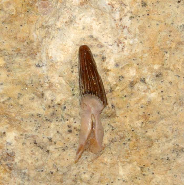 Triassic reptile fossil tooth
