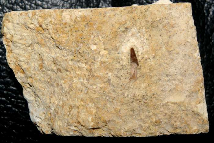Nothosaurus fossil tooth