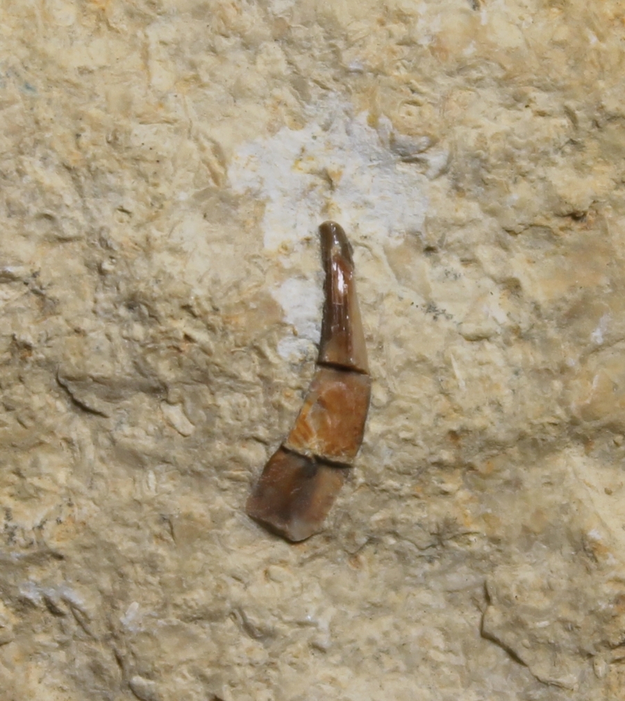 Triassic reptile fossil tooth