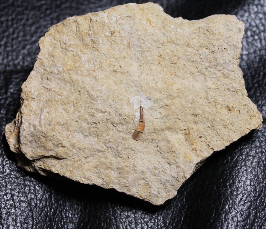Nothosaurus fossil tooth