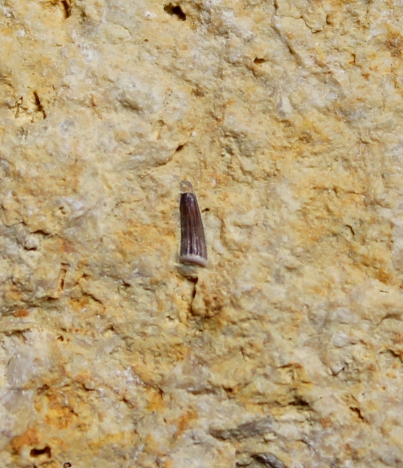Triassic reptile fossil tooth