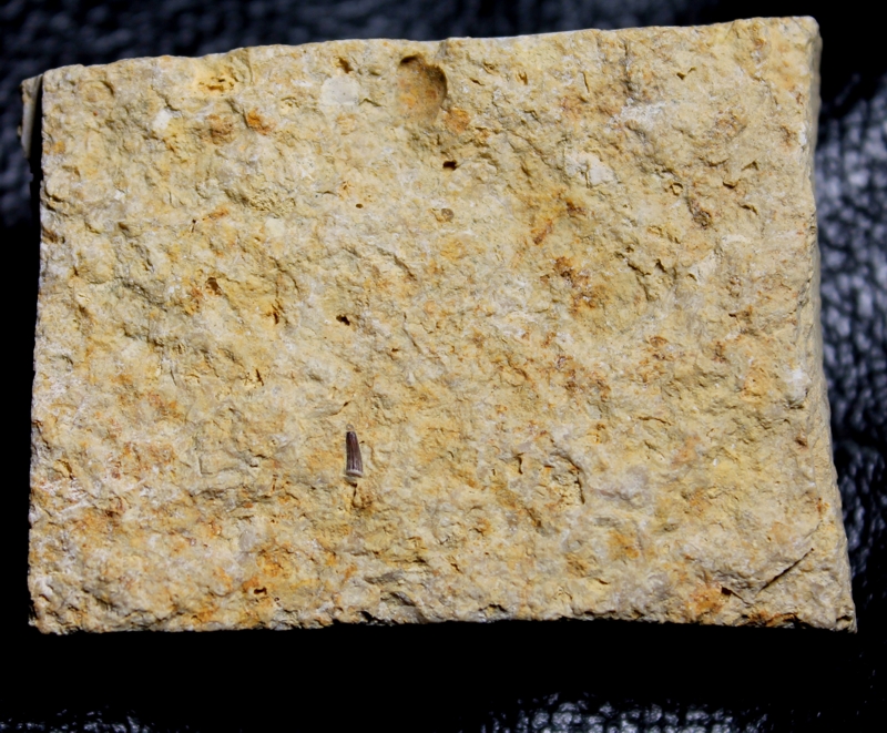 Nothosaurus fossil tooth