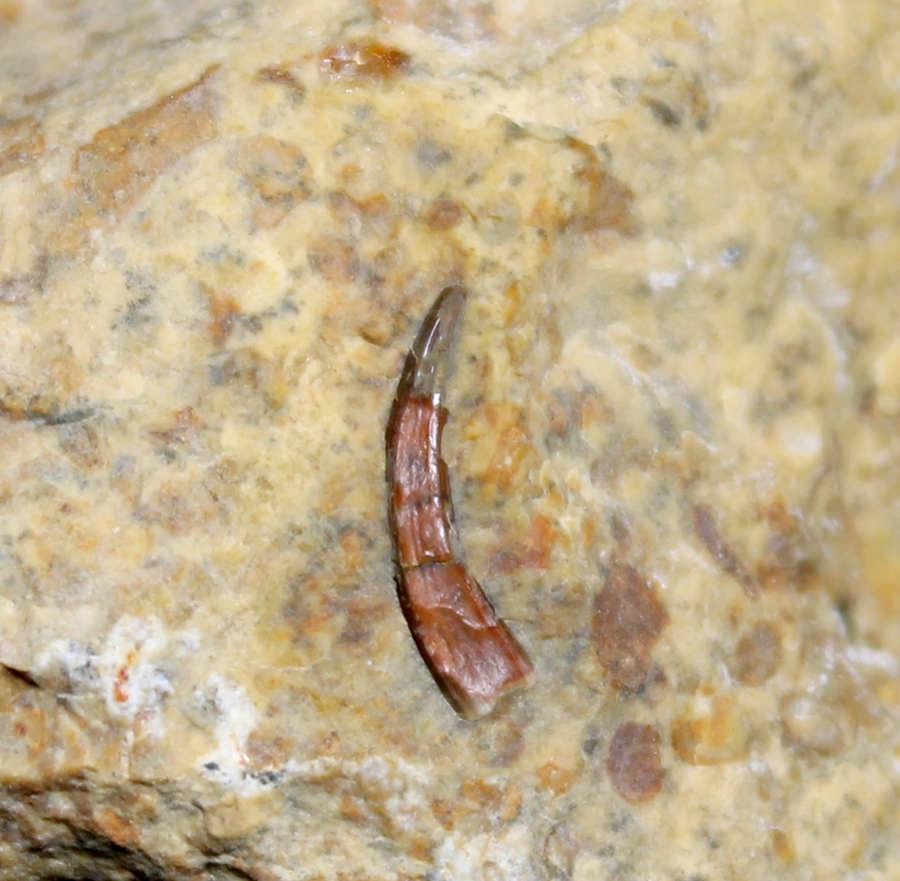 Triassic reptile fossil tooth