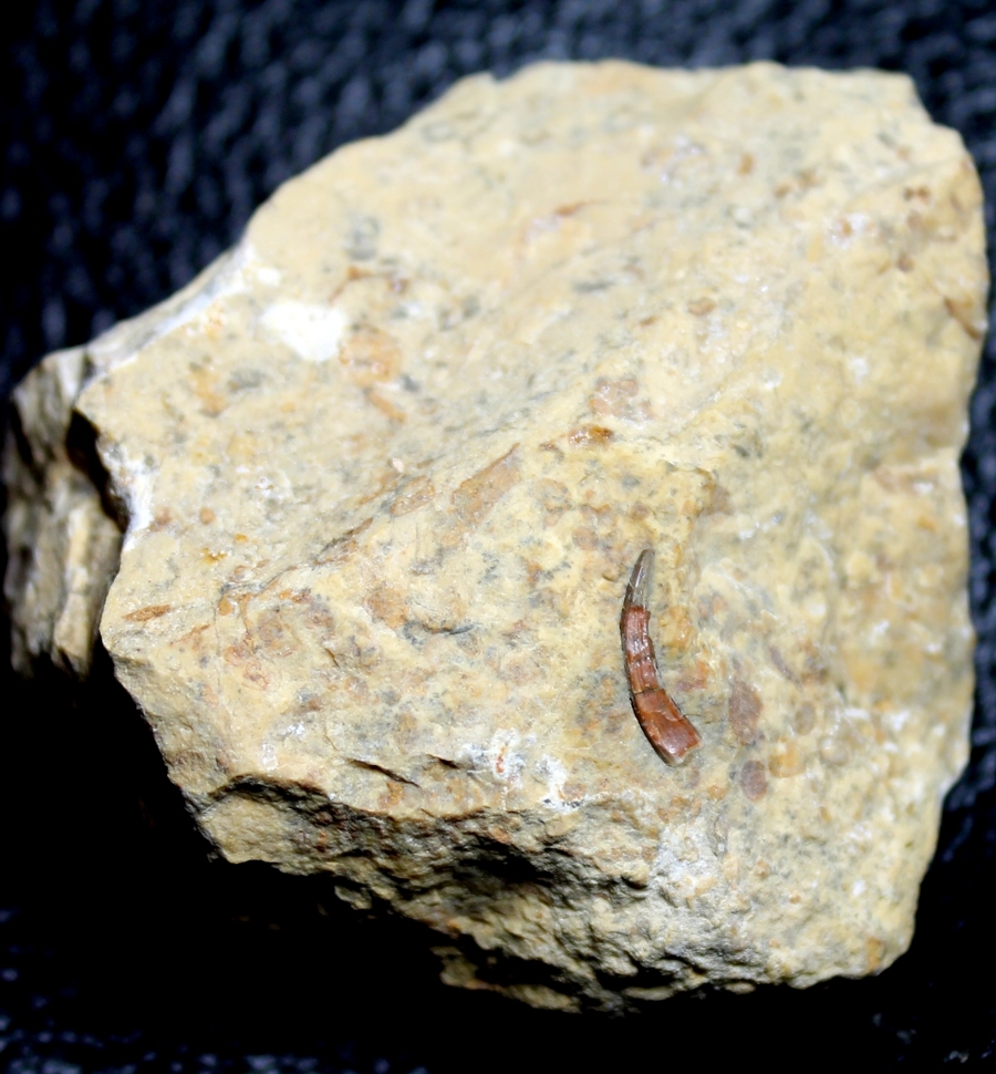 Nothosaurus fossil tooth