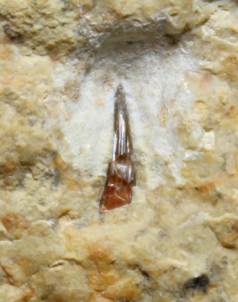 Triassic reptile fossil tooth