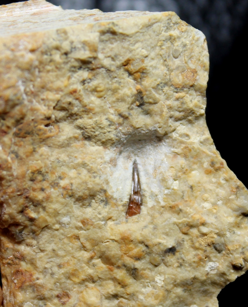 Nothosaurus fossil tooth