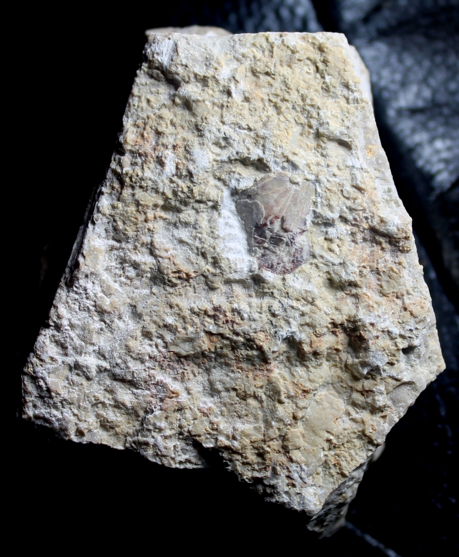 Muschelkalk, reptile