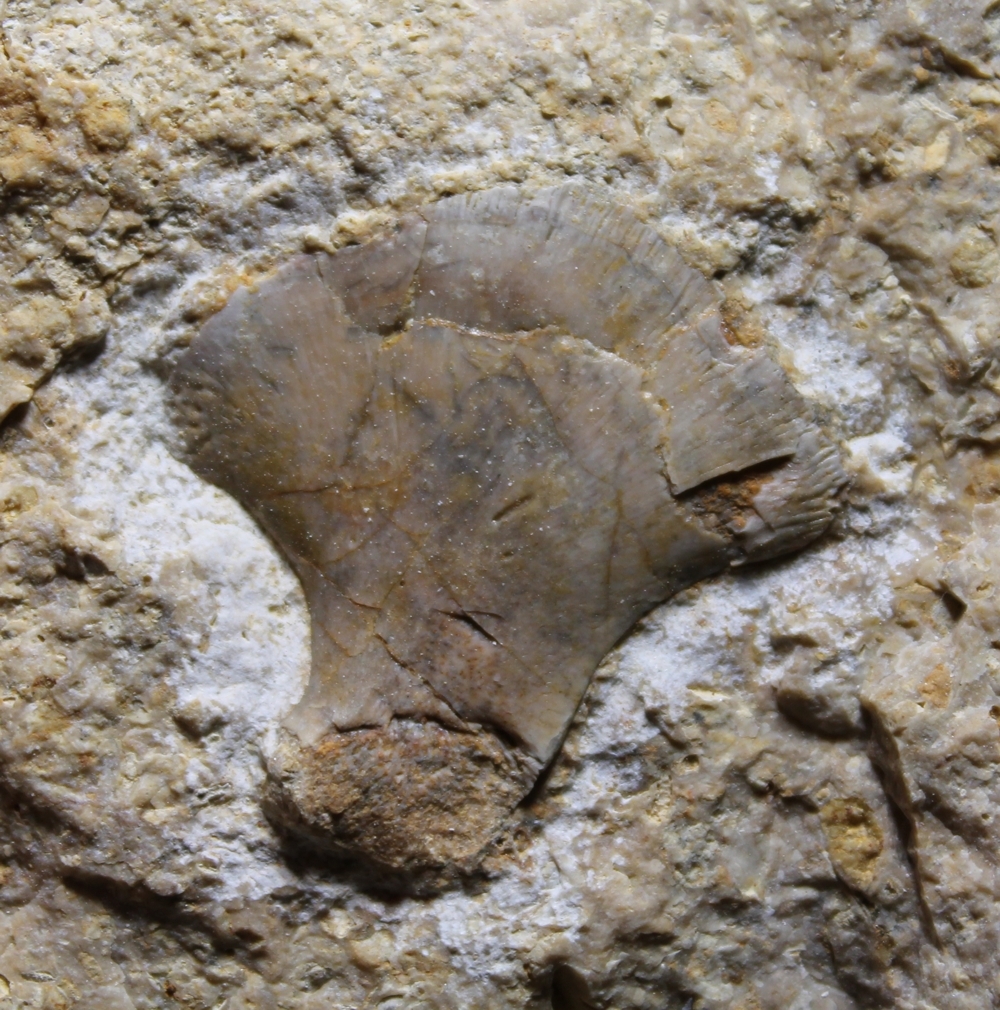 Muschelkalk, reptile