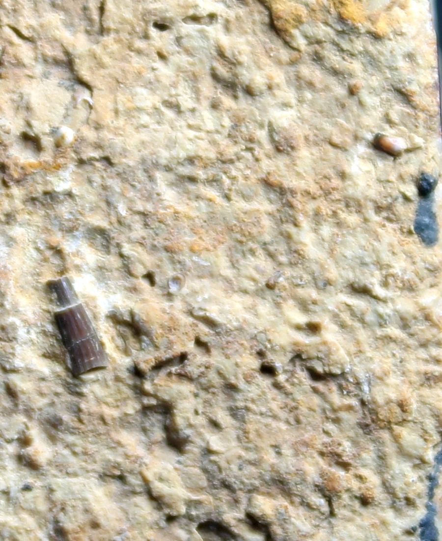 triassic reptile