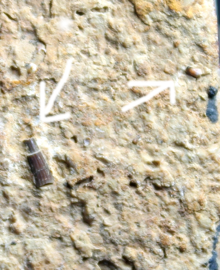 triassic reptile