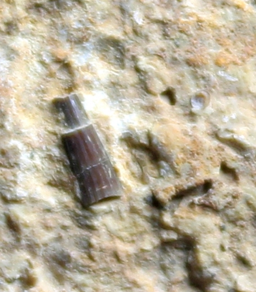 triassic reptile