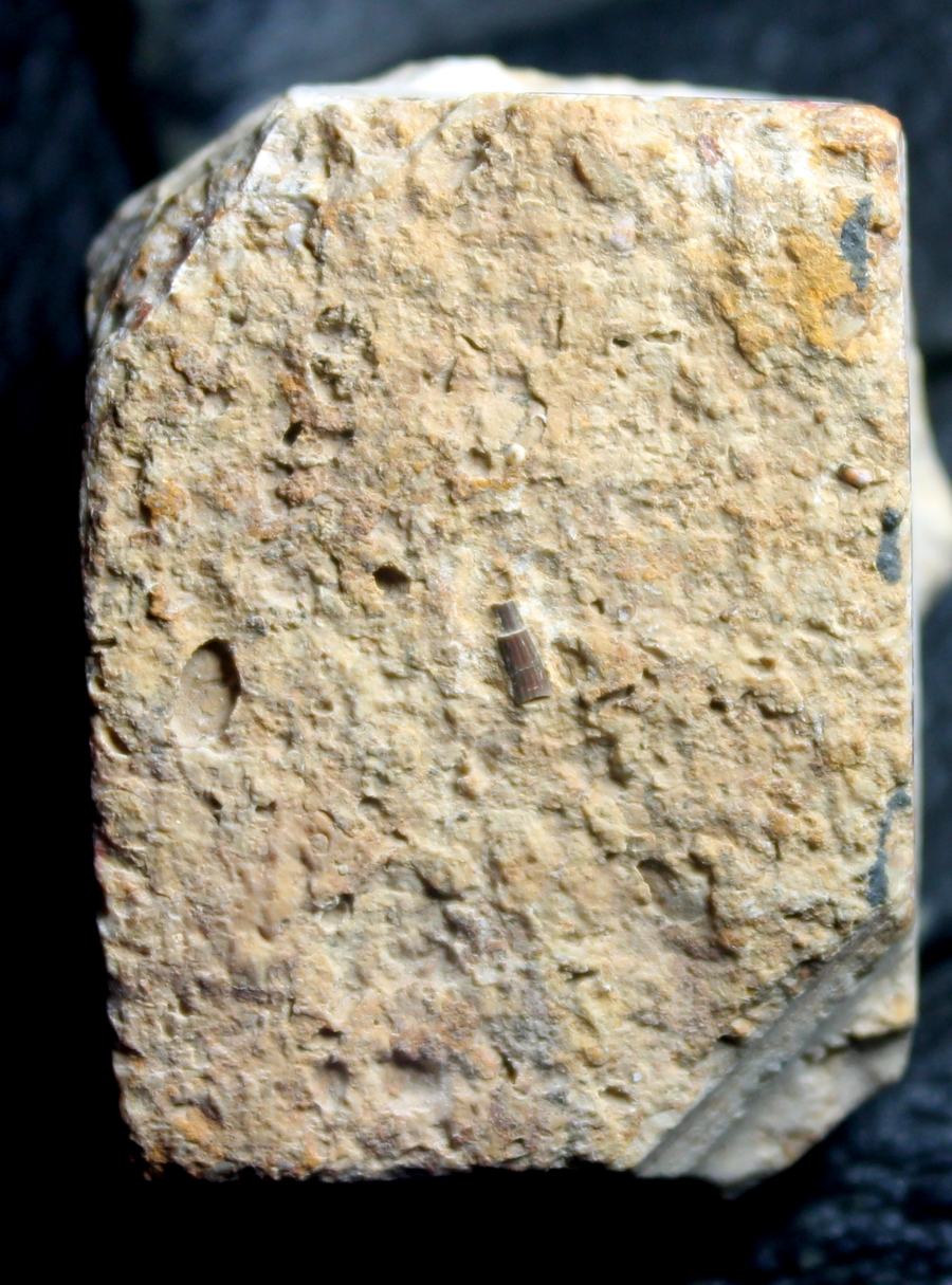 triassic reptile