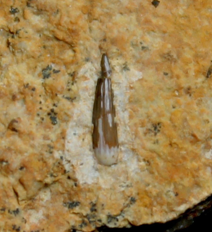 triassic reptile tooth