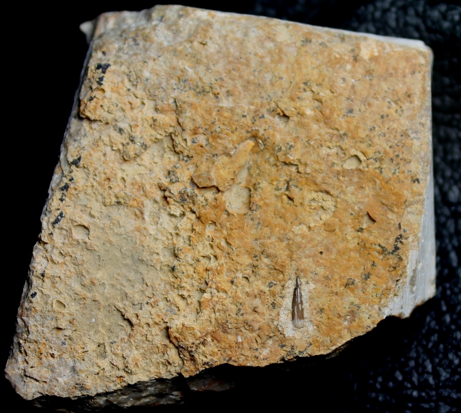 Nothosaurus tooth