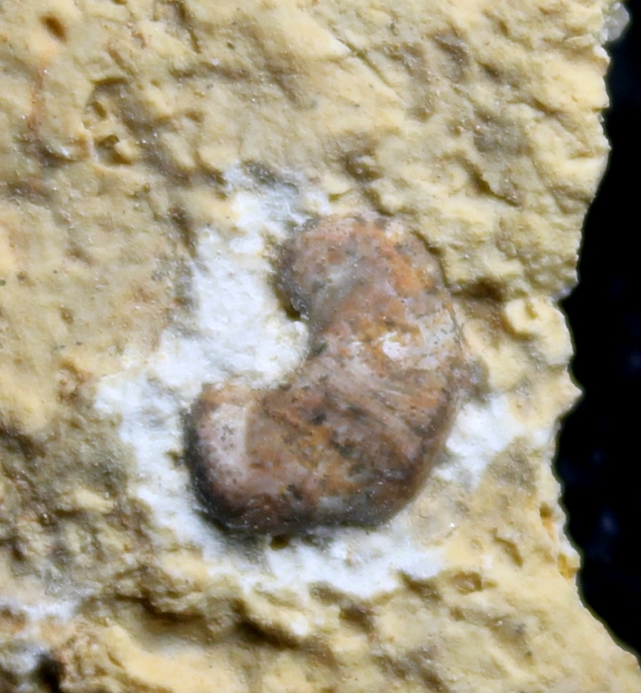 triassic reptile bone