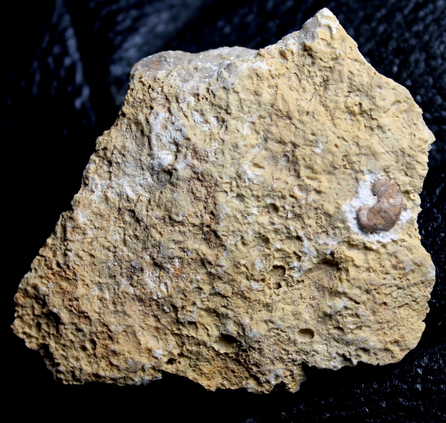 Nothosaurus bone