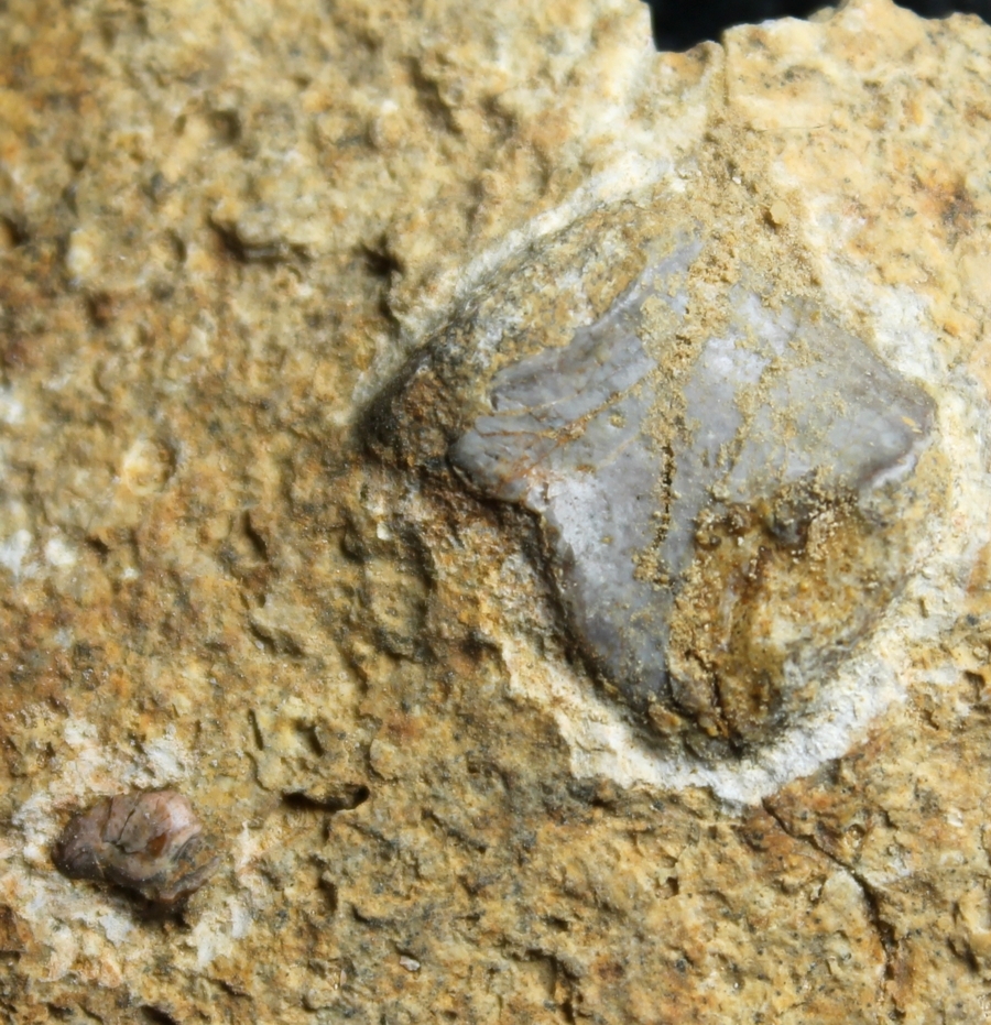 triassic reptile bone