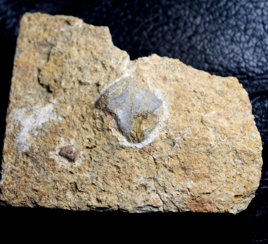 Nothosaurus bone