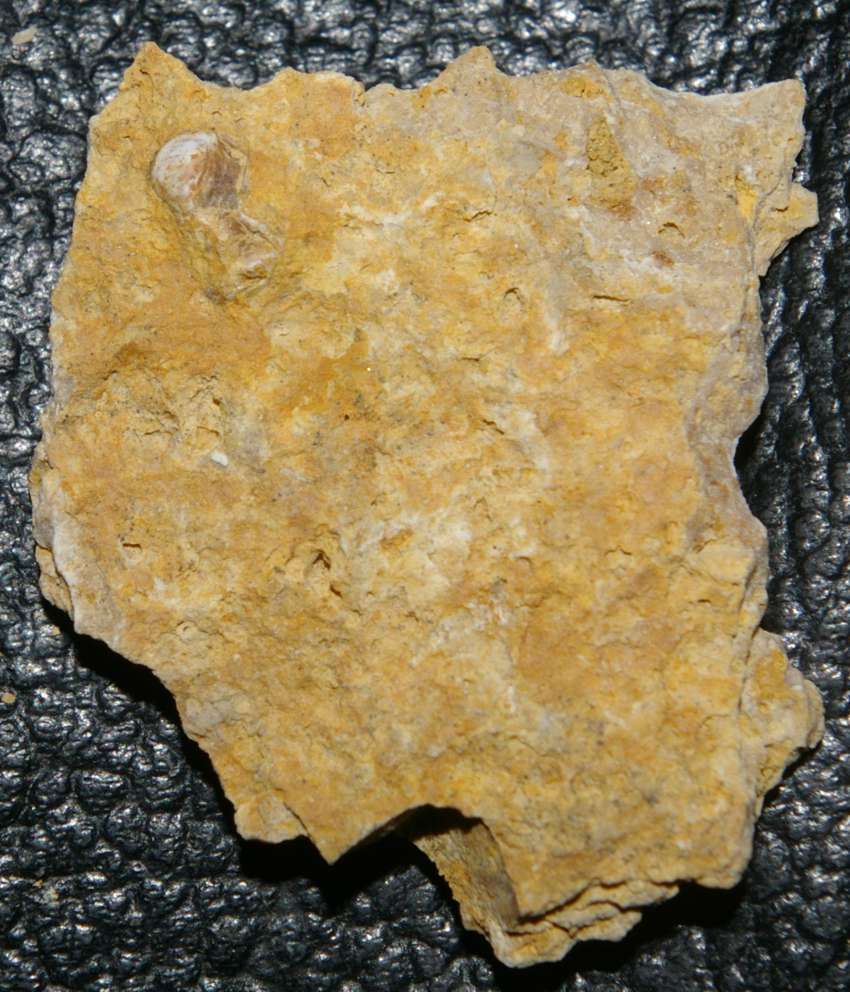 triassic reptile bone