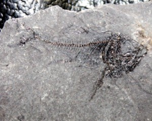 fossil fish