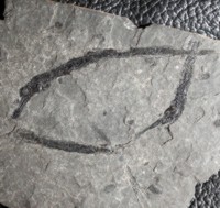 fossil pipefish