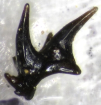 Silurian fossil fish tooth