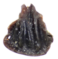 Placodermi scales